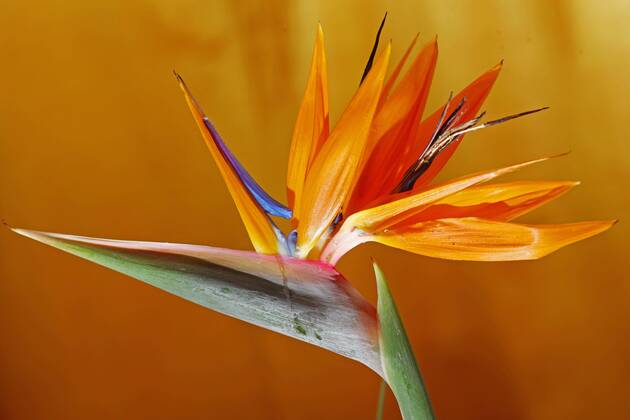 Flower A Strelitzie Strelitzia Reginae Also Bird Of Paradise Flower Or