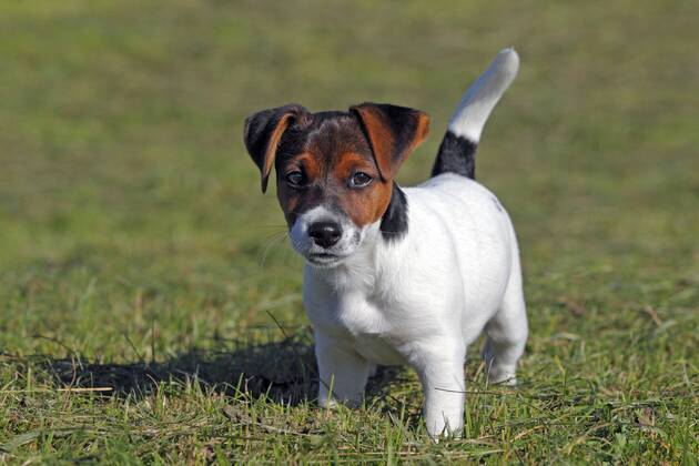 Junger Jack Russell Terrier Welpe Wochen R De