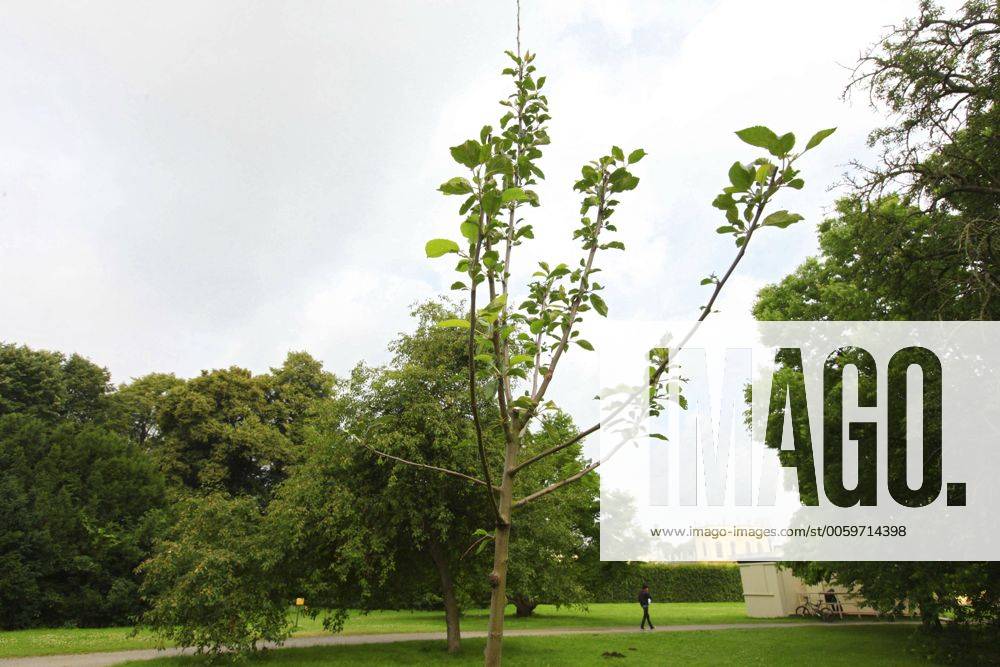 Der Korbiniansapfelbaum In Der Kasseler Karlsaue Wurde Von Der