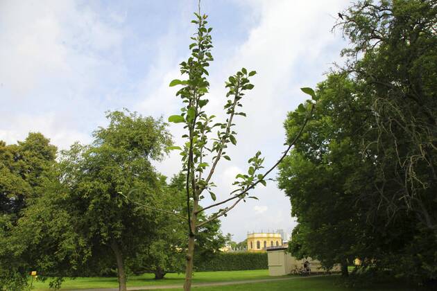 Der Korbiniansapfelbaum In Der Kasseler Karlsaue Wurde 2011 Von Der