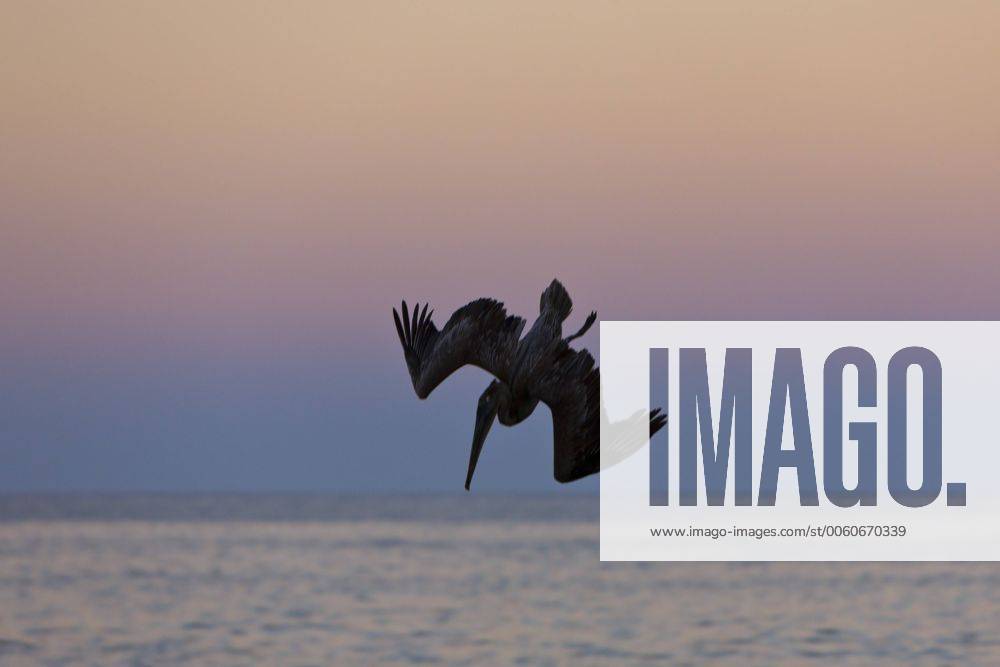 Pelikan Jagt Bei Sonnenuntergang Pelicanus Occidentalis Cabo San