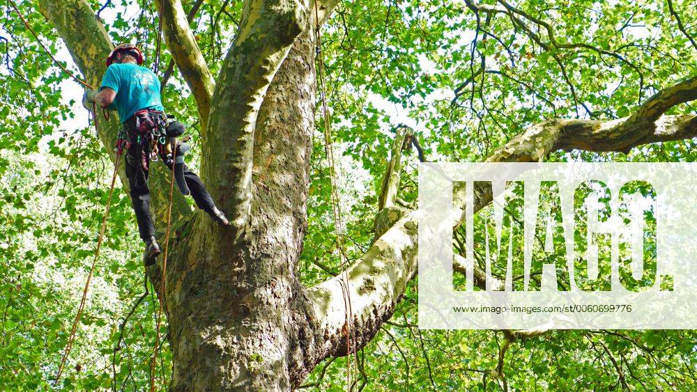 Baumpfleger Klettert In Einem Baum Deutschland Arborist Climbing In A