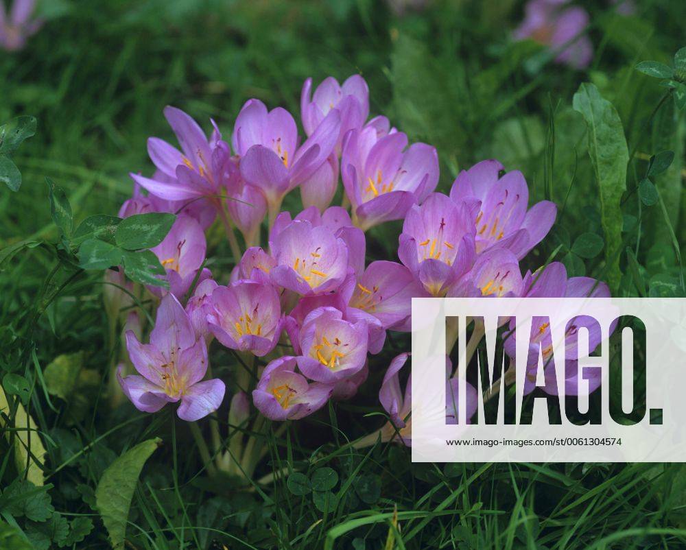 Herbstzeitlose Herbst Zeitlose Colchicum Autumnale Bluehend Meadow