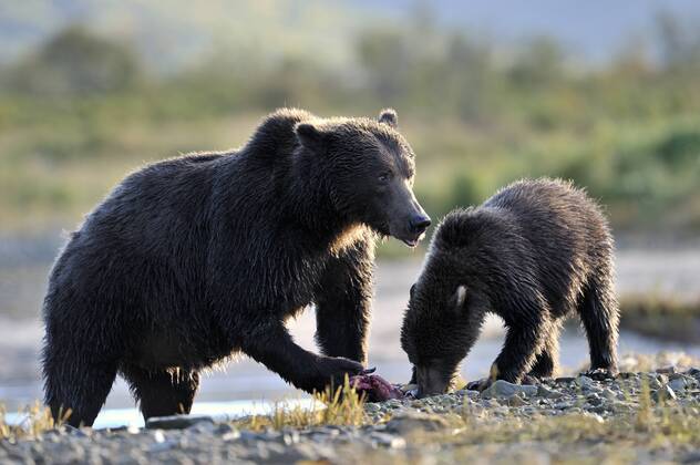 Grizzlyb R Ursus Arctos Horribilis Adult Fressend Im Wasser Brooks