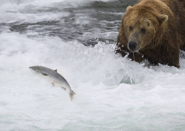 Grizzlyb R Ursus Arctos Horribilis Adult Im Wasser Auf