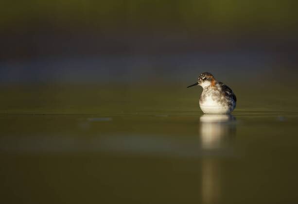 Red Necked Phalarope Phalaropus Lobatus Male In Breeding Plumage