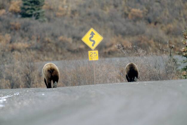 Braunbaer Grizzlybaer Grizzly Ursus Arctos Horribilis Baeren Vor