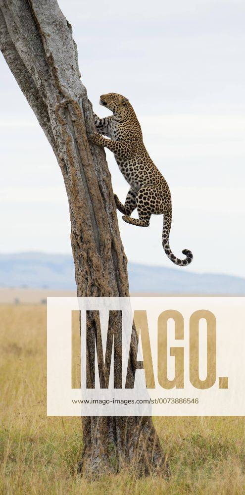 Leopard Panthera Pardus Klettert Auf Baum In Der Savanne Masai Mara