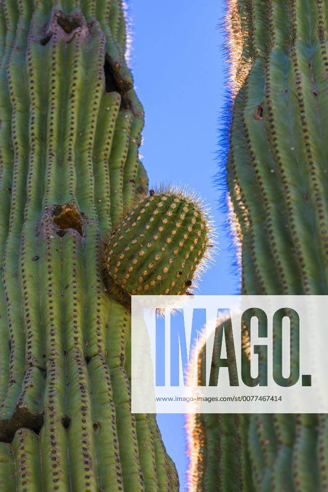 Saguaro Kaktus Saguarokaktus Riesenkaktus Kandelaberkaktus