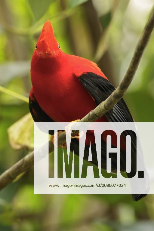 Andean Cock Of The Rock Rupicola Peruviana Perched On A Branch In The