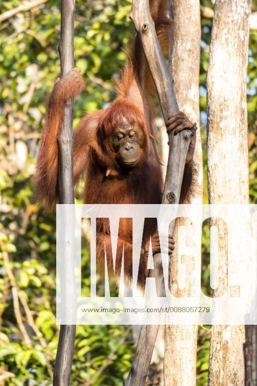 Borneo Orang Utan Pongo Pygmaeus Adult Female Climbs On Tree Trunk