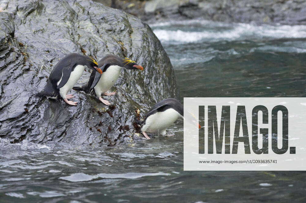 Macaroni Penguin Jumping Into Sea Eudyptes Chrysolophus Royal Bay