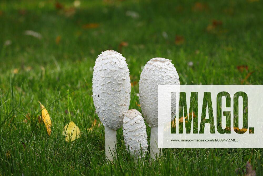 Schopf Tintlinge Coprinus Comatus Mushroom Group In The Lawn