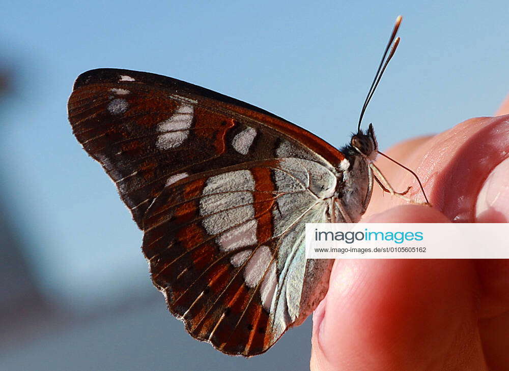 13 09 2020 29 07 2020 Croatia Sibenik Dalmatia Butterfly The Blue Black