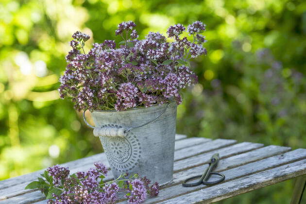 Gemeiner Dost Scharfer Oreganum Wilder Majoran Oregano Echter Dost