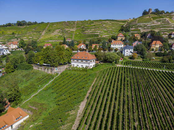 Vineyards Winery Haus Hoflössnitz Radebeul Saxony