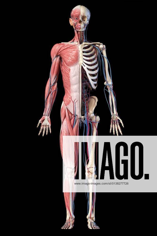 Human Full Body Skeleton With Muscles Veins And Arteries D Illustration