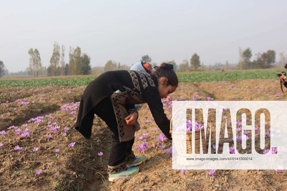 Ongoing Saffron Harvest Season In Kashmir Pampore Is Known As Kashmir