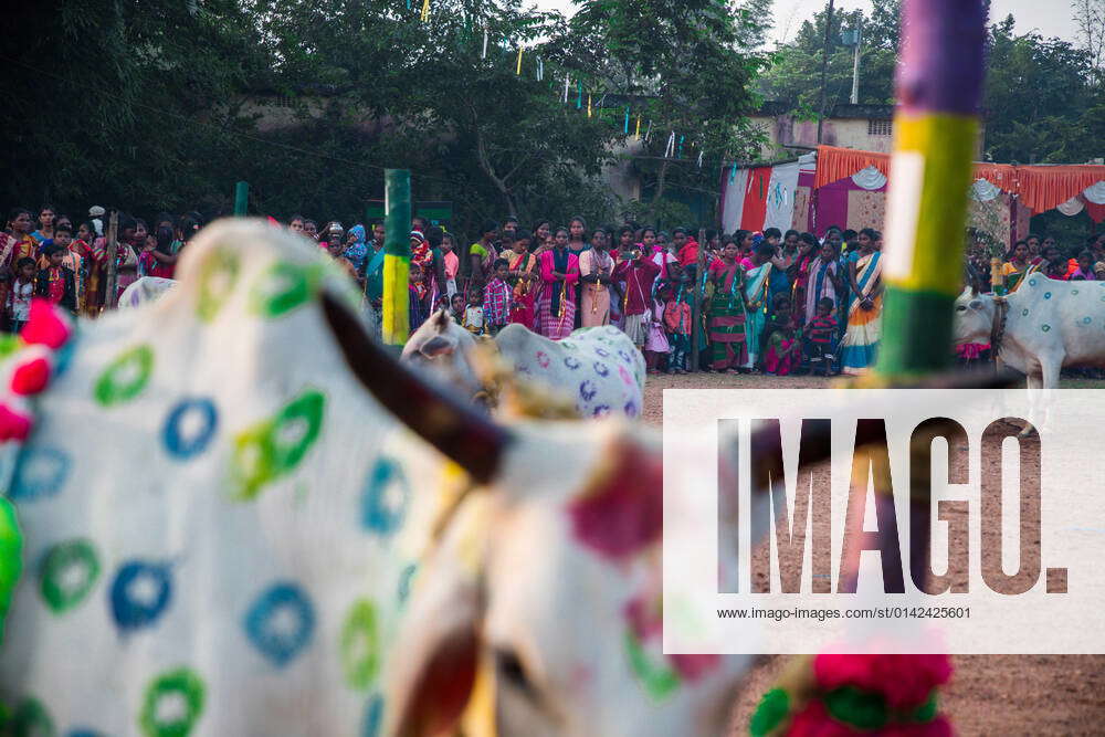 India Sagun Sohrai Cattle Festival Celebration Devotees Celebrate