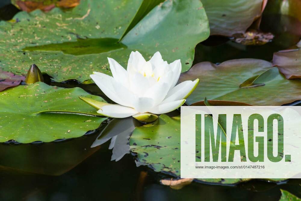 Blooming White Water Lily