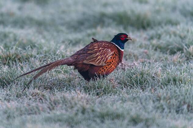 Hahn Des Fasans Ringhalsfasan Phasianus Colchicus Im Winter Zur Zeit