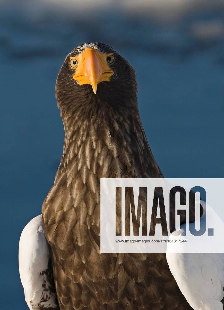 Steller S Sea Eagle Haliaeetus Pelagicus Adult Close Up Of Head