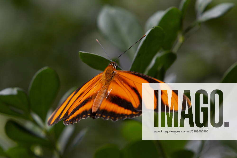 July Asuncion Paraguay Banded Orange Heliconian Butterfly