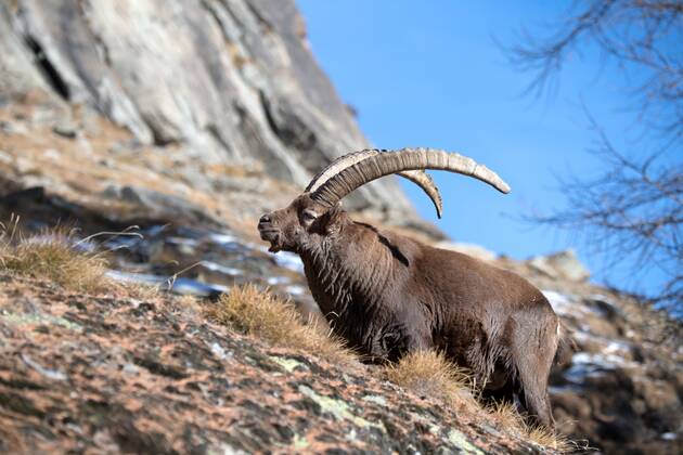 Ibex In Winter Ibex Ibex In High