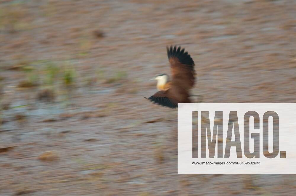 African Jacana Taking Flight In A Lagoon African Jacana Actophilornis