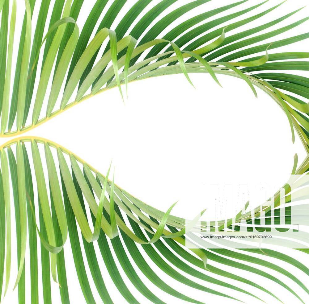 Green Leaf Of Palm Tree On White Background Green Leaf Of Palm Tree On