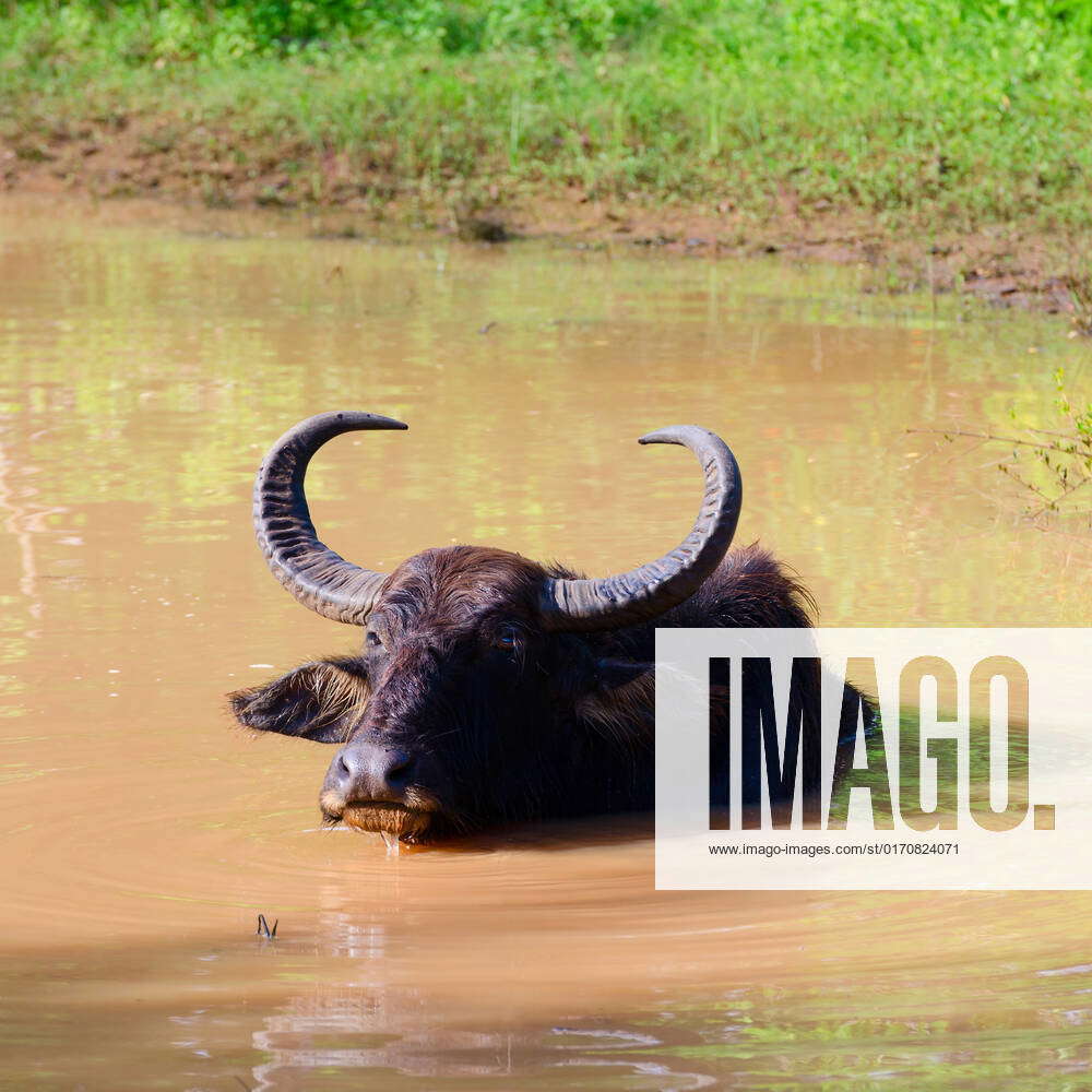 Water Buffalo Bubalus Bubalis Takes A Bath In Mud Water Sri Lanka