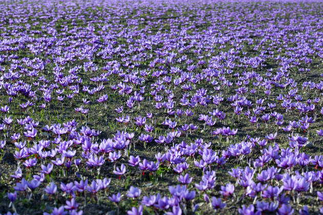 Greece Kozani Harvest Of Saffron Crocus Sativus In Ano Komi And Krokou