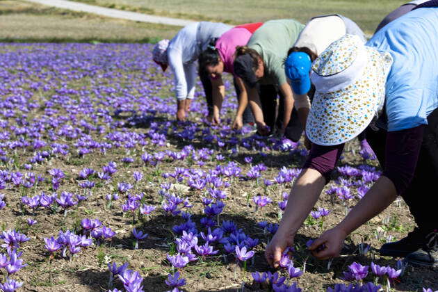 Greece Kozani Harvest Of Saffron Crocus Sativus In Ano Komi And Krokou