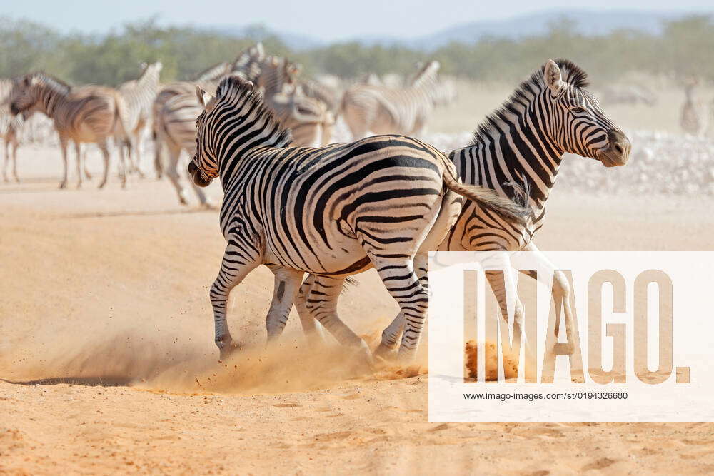 Two Plains Zebra Stallions Equus Burchelli Fighting Two Plains Zebra