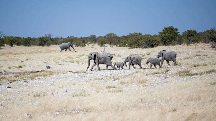 Nam Etosha National Park Namibia African Elephants Loxodonta