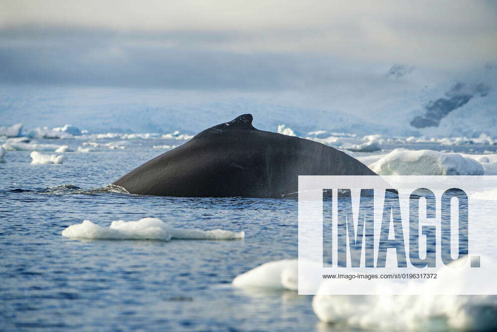 Adult Humpback Whale Megaptera Novaeangliae Flukes Up Dive In