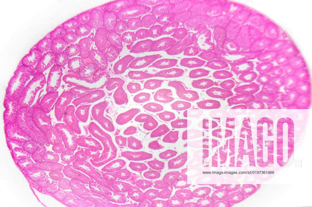 Microscopy Photography Testis Seminiferous Tubules Cross Section