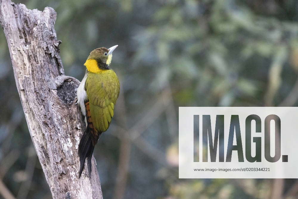 Greater Yellow Naped Woodpecker Picus Flavinucha Uttarakhand India