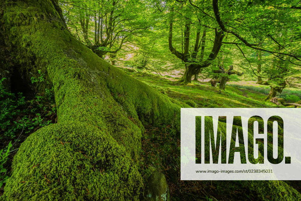 Scenic View Of Old Tree Roots Covered With Moss Growing In Green Forest