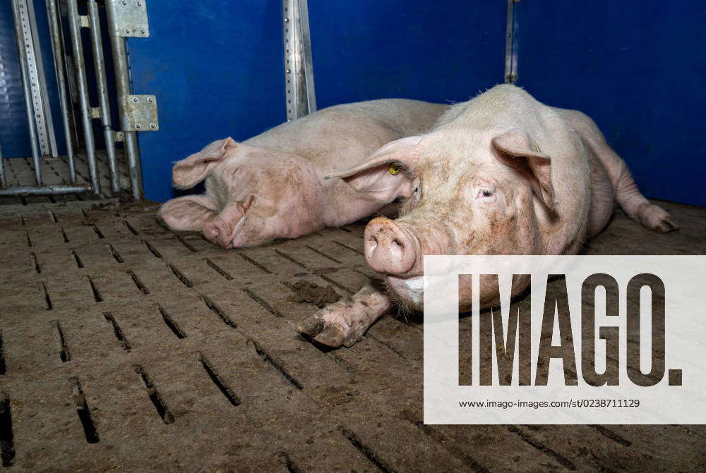 Group Housing In The Holding Pen Pregnant Sows Lie Deeply Relaxed In