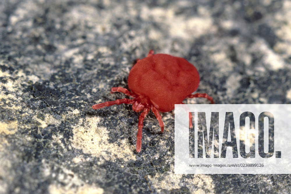 Velvet Mite Velvet Mite Red Velvet Mite Red Velvet Mite Trombidium