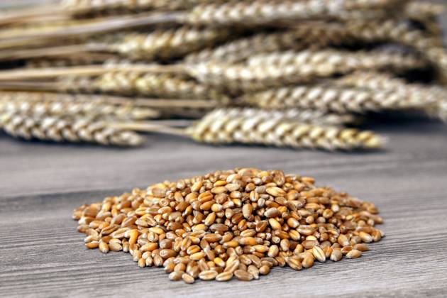 Seeds Wheat Seed Wheat Soft Wheat Soft Wheat Wheat Triticum