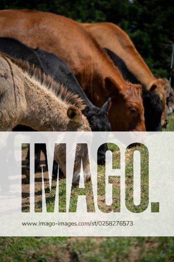 A Closeup Of A Mule And Aberdeen Angus Grazing In A Pasture Einer