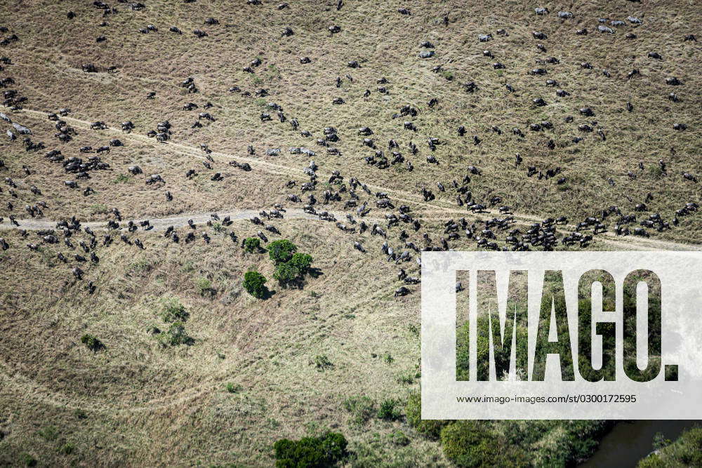 July 25 2023 Masai Masai Mara Kenya And Aerial Image Of Wildebeest