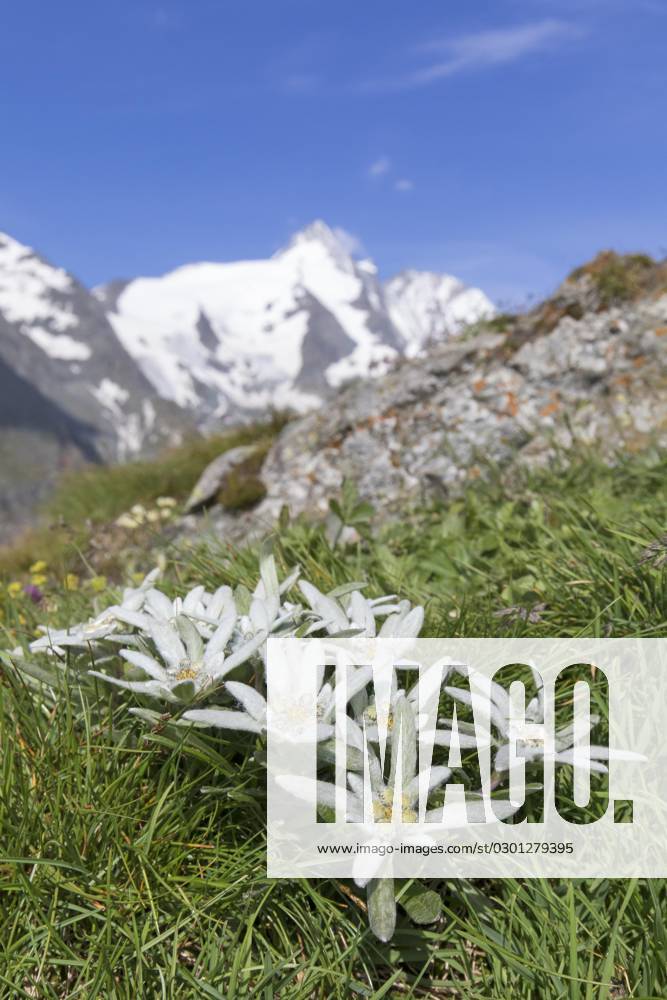 Edelweiss Leontopodium nivale in Flower before the Großglockner