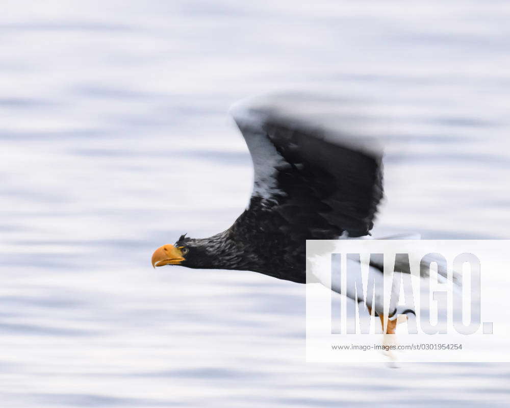 Stellers Sea Eagle Haliaeetus Pelagious Rausu Hokkaido Japan Asia