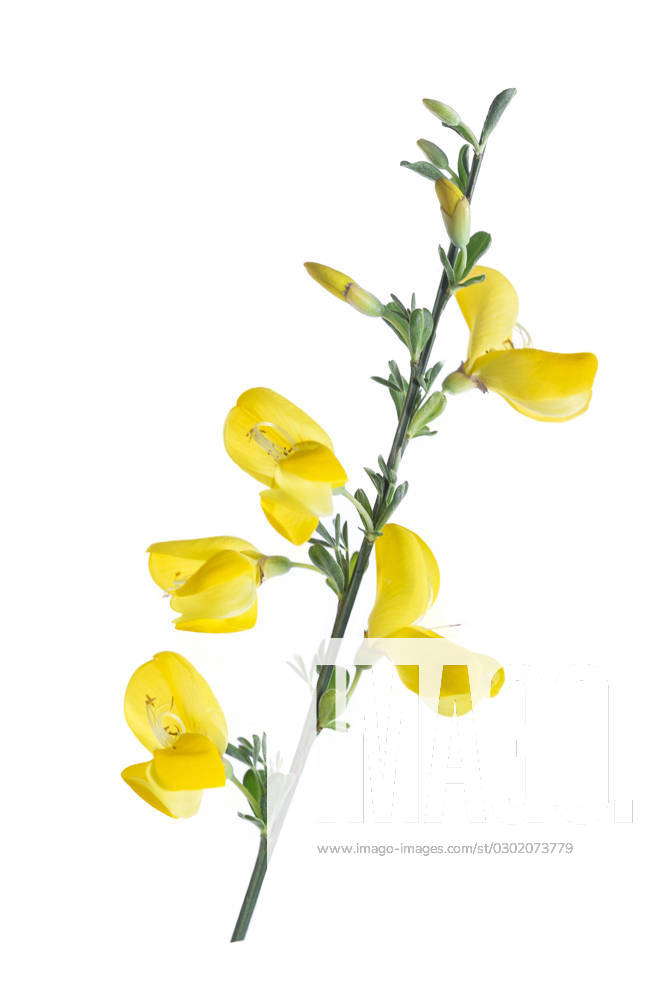 Broom Genet Cytisus Scoparius Also Known As Common Broom Or Scotch Broom