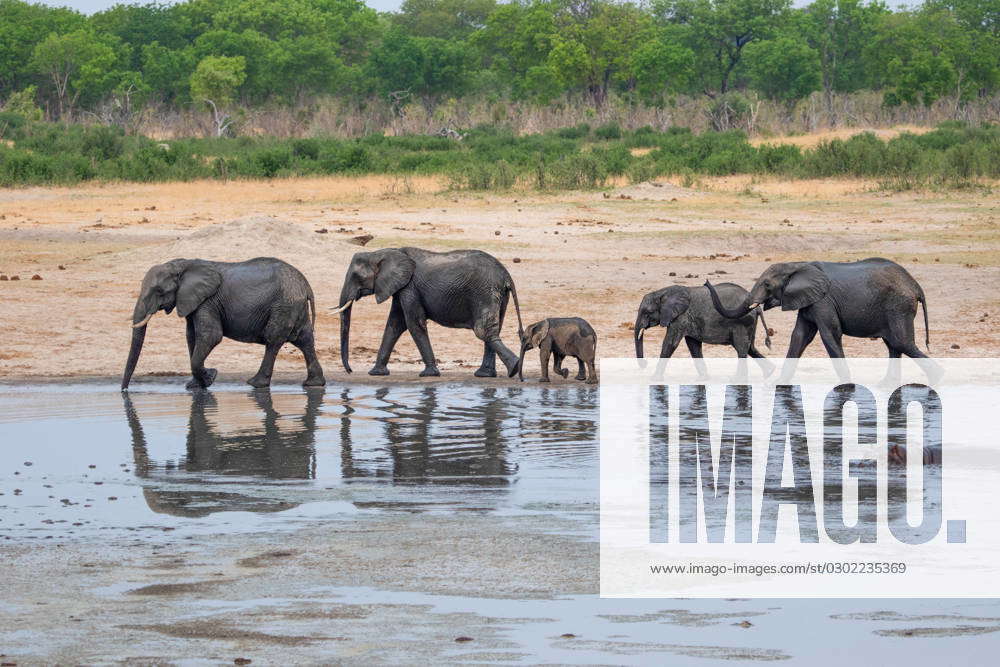 Elephants At Hwange National Park Zimbabwe Chobe Simwanza North West