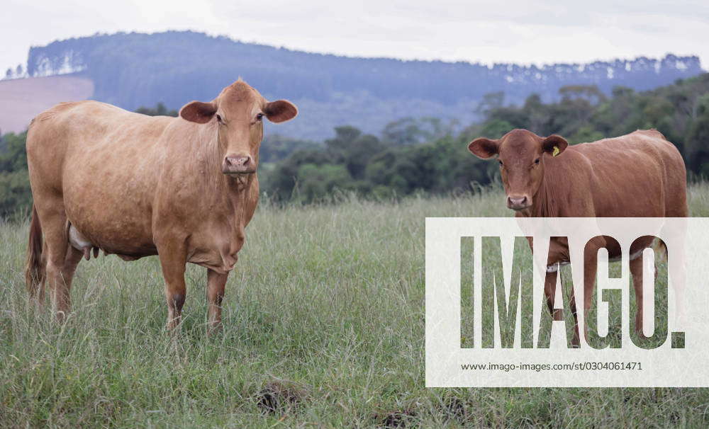 Ponta Grossa Pr Rebanho De Red Angus E Nelore Em