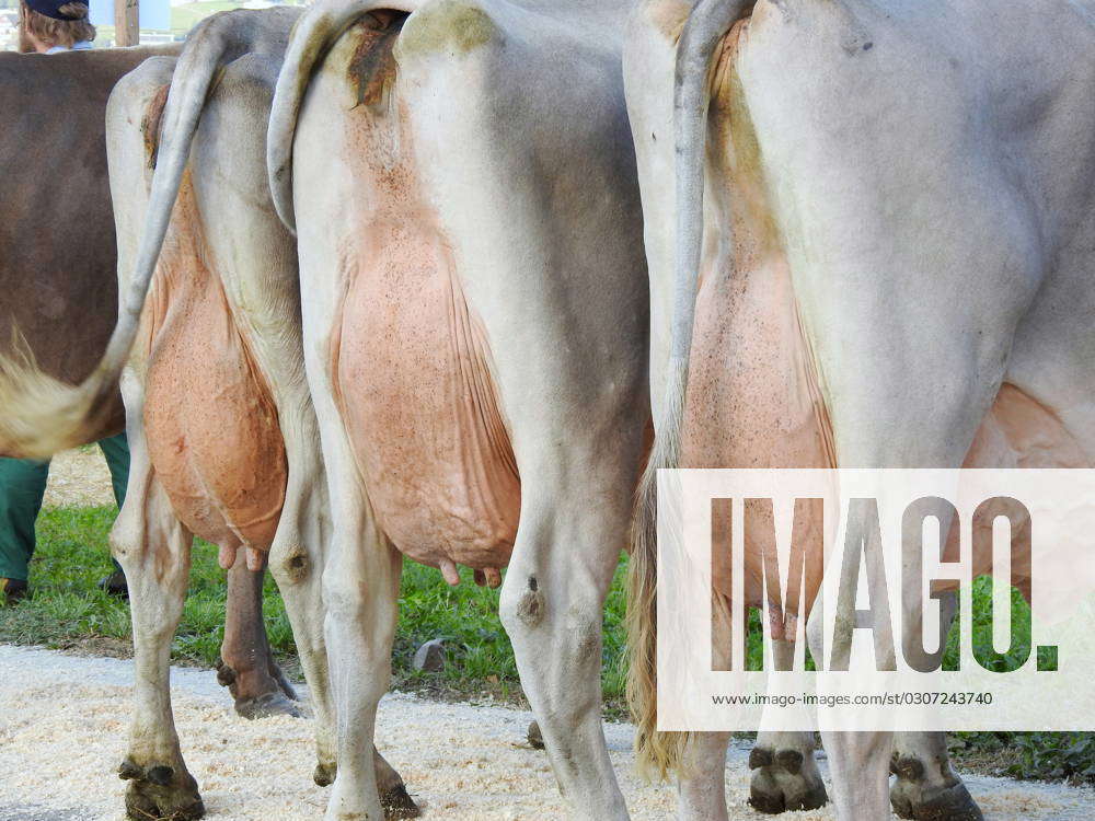 Photo Manuel Geisser 06 10 2023 Agriculture Brown Cattle Cantonal